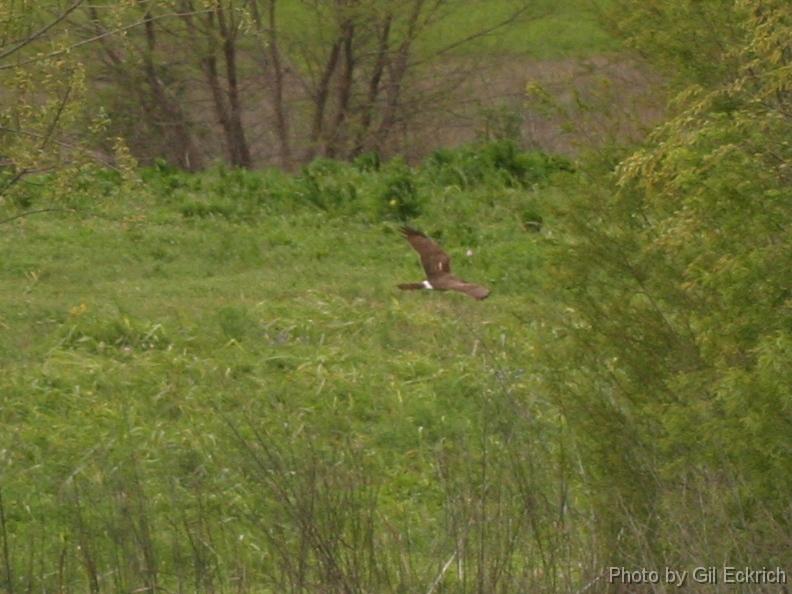 Northern Harrier 041407 